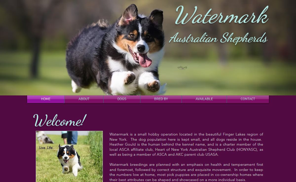 Watermark Australian Shepherds