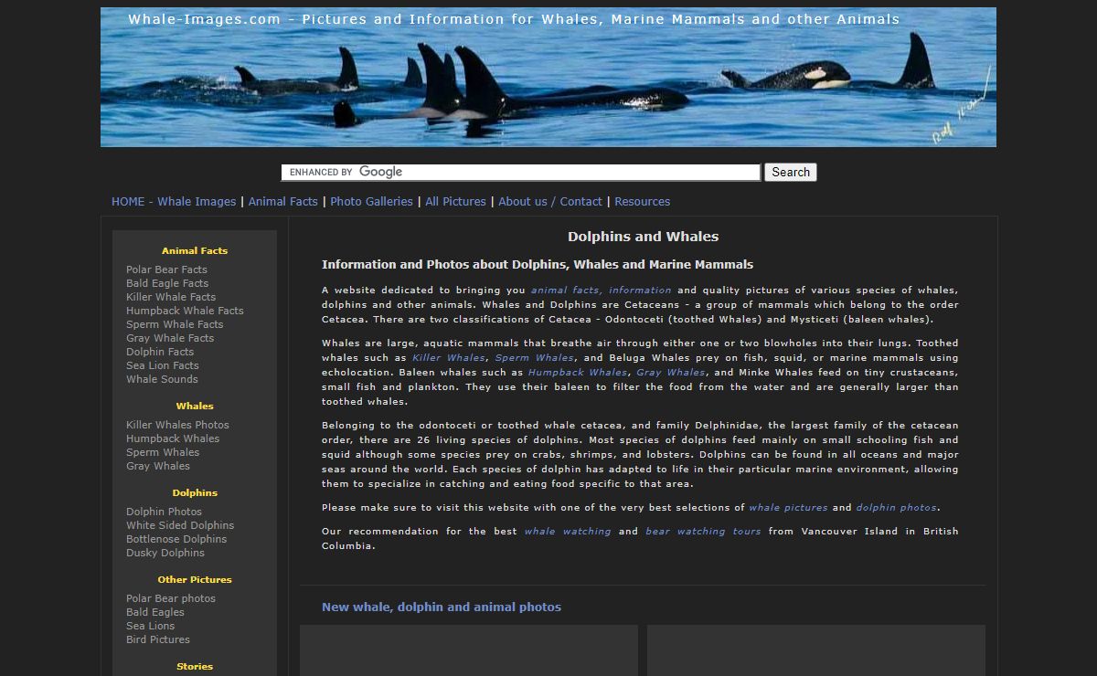 Dolphins and Whales I Pictures and Information about Marine Mammals