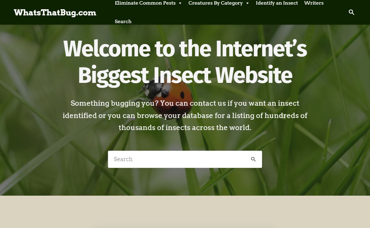 Homepage Redesign - What's That Bug?