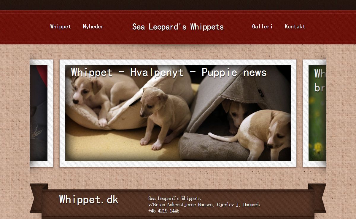 Whippet opdræt - Sea Leopard's Whippet - Dansk Whippet opdræt siden 1994 - Danish Top Quality Whippet Breeding
