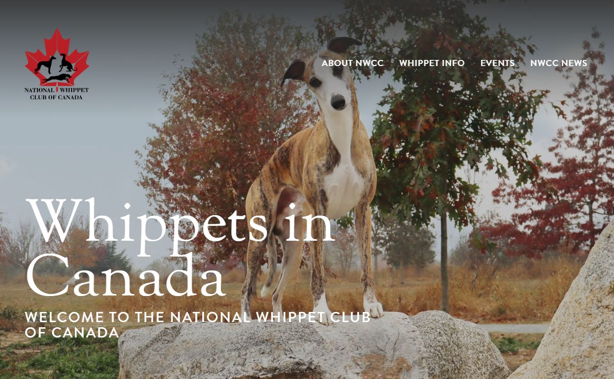 National Whippet Club of Canada