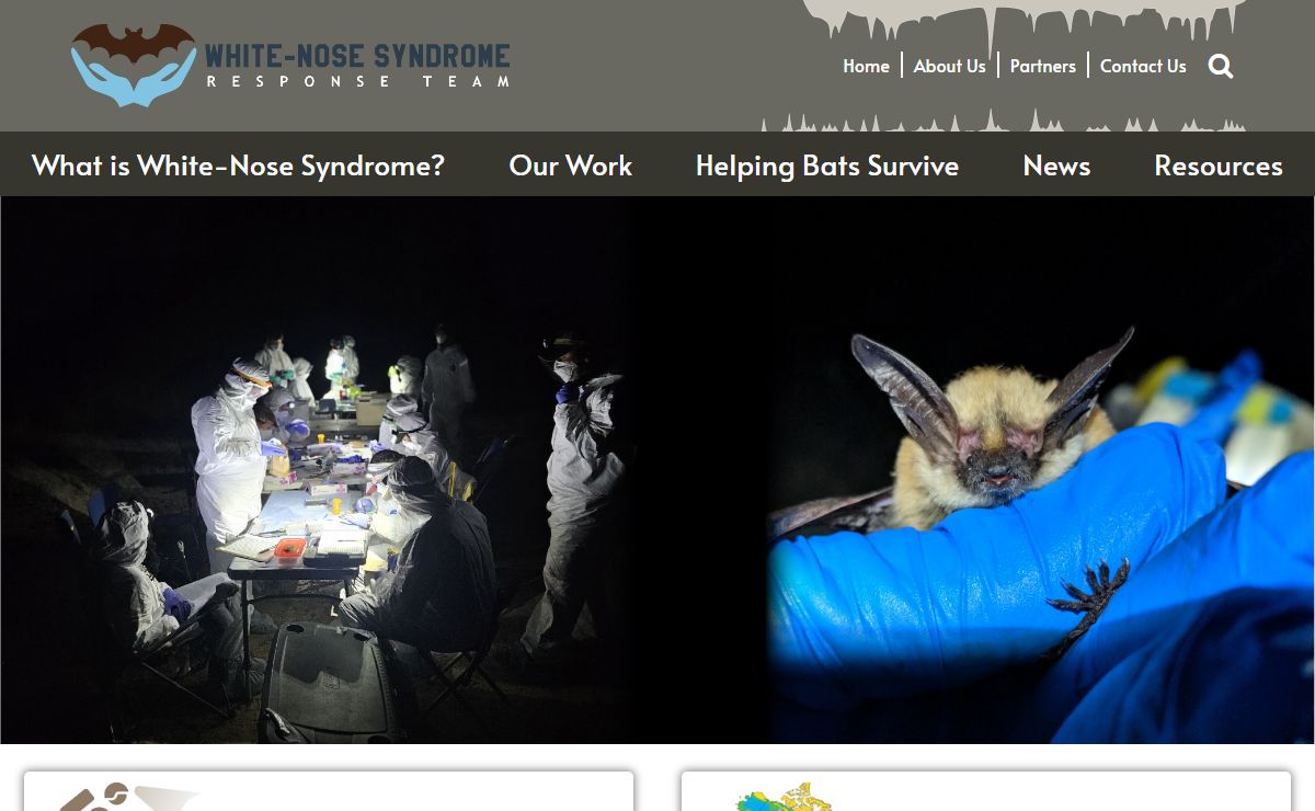 White-Nose Syndrome