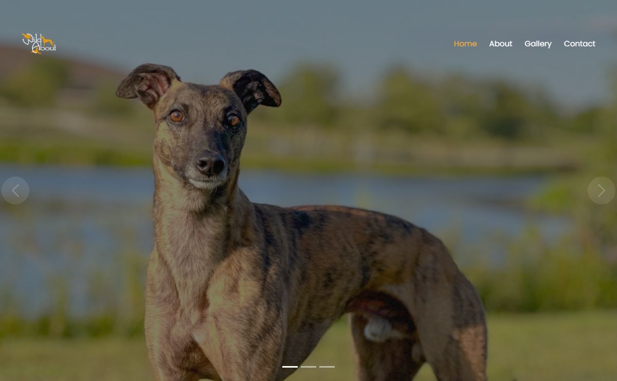 WildAbout Whippets