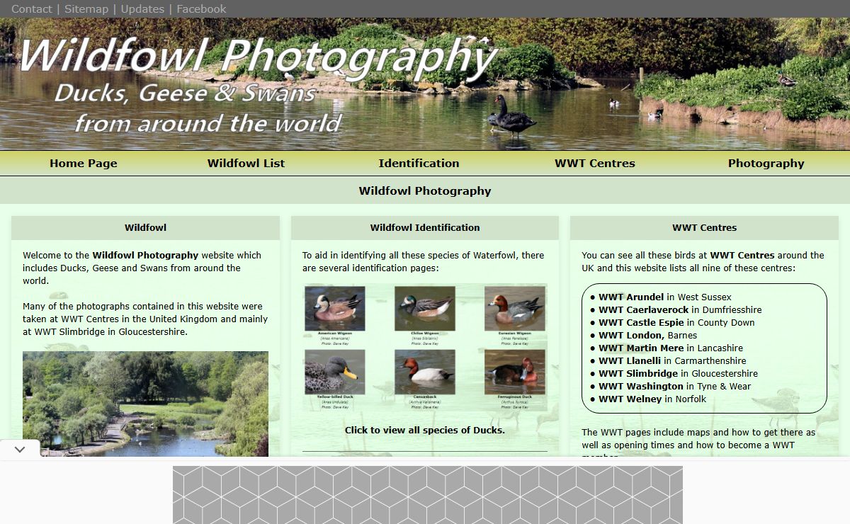 Identify Ducks, Geese & Swans from around the World - Wildfowl Photography.
