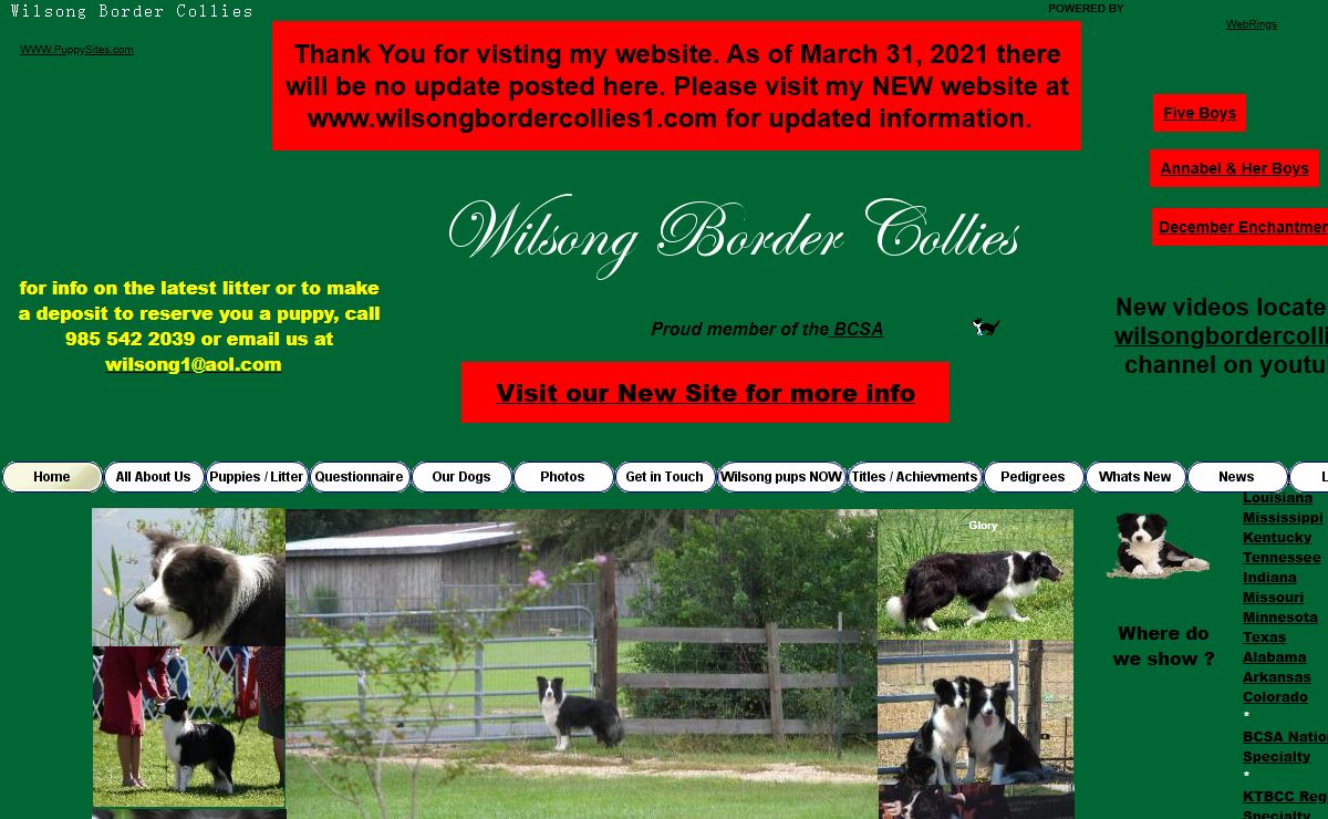 Wilsong Border Collies Show Quality border collie puppies for sale