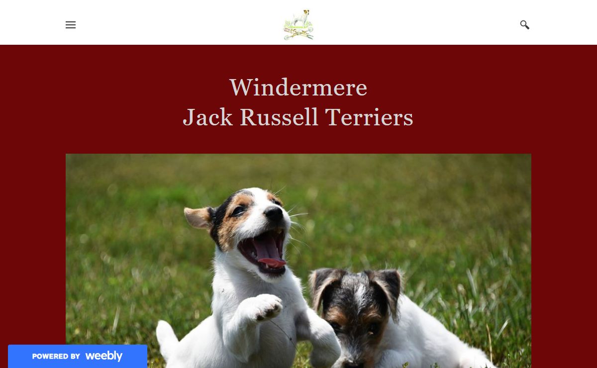 Windermere Jack Russell Terriers - Home