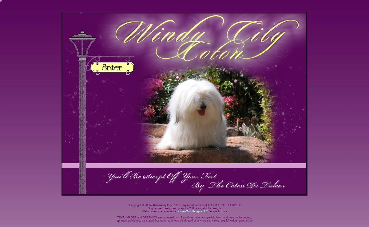 Windy City Coton - Coton de Tulear