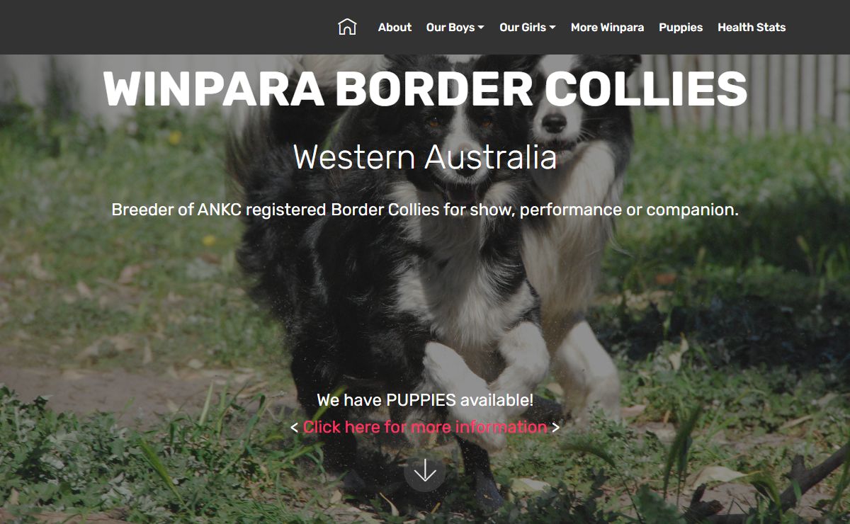 Winpara Border Collies