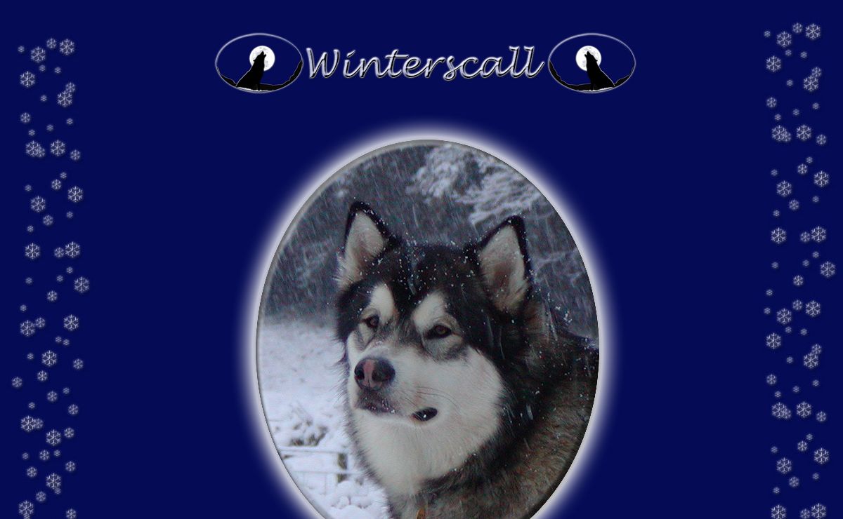 Winterscall Alaskan Malamutes