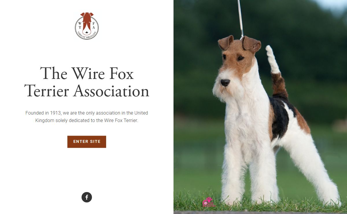 The Wire Fox Terrier Association