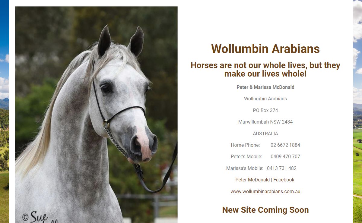 Coming Soon – Wollumbin Arabians