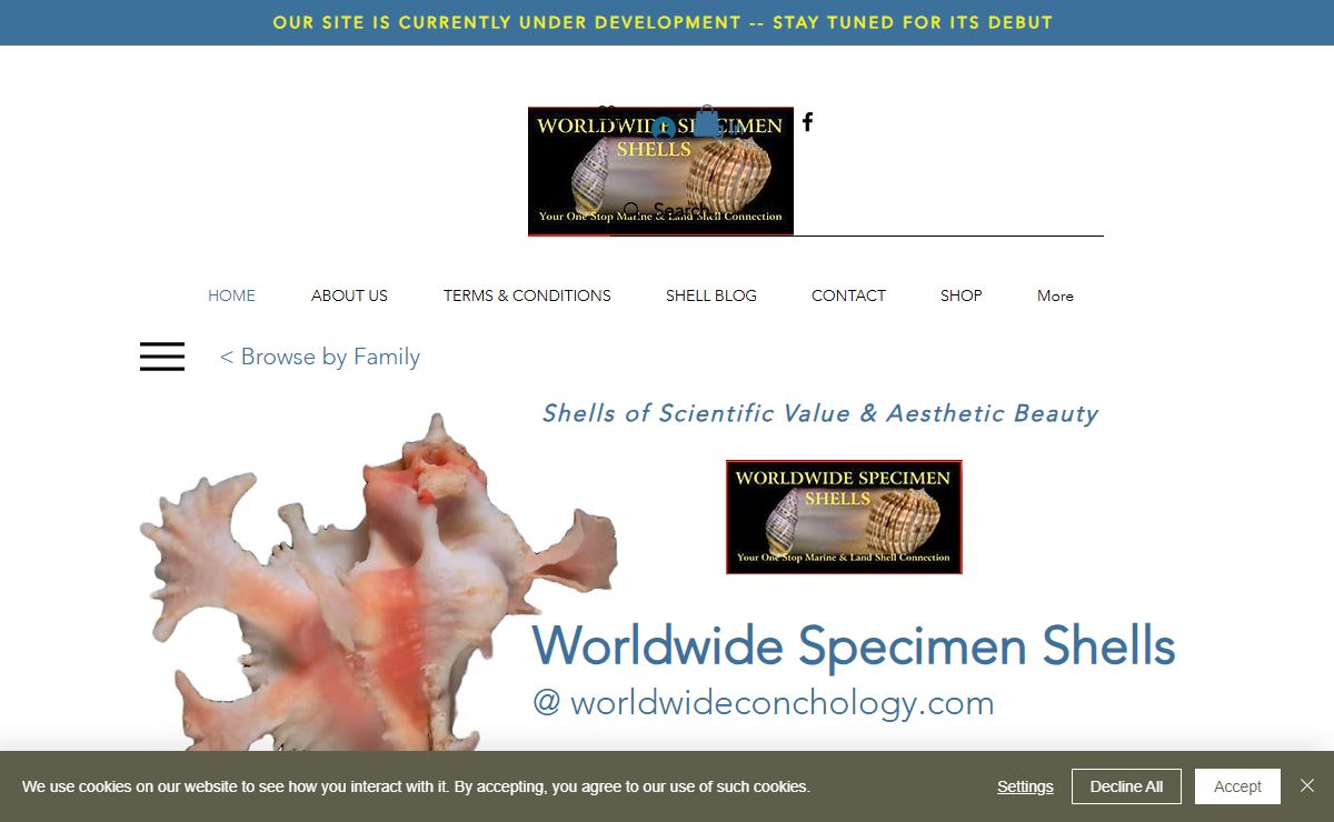 Worldwide Specimen Shells | Seashells-Conchology