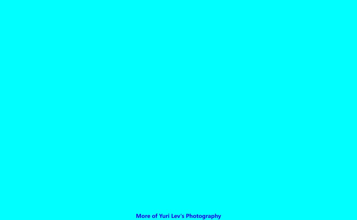 Yuri Lev Studio: Photography, Weddings,Portraits, Design & Newark's ironbound,yuri,photos