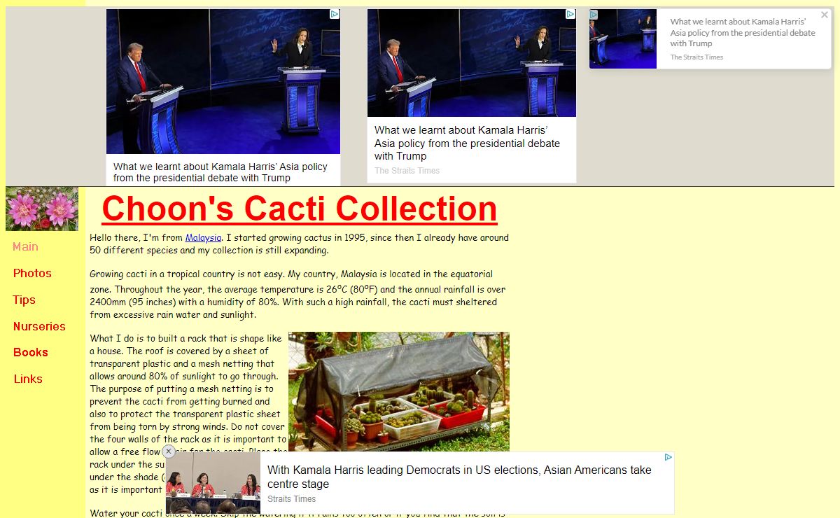 Choon's Cacti Collection
